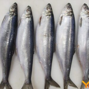 Herring 1kg