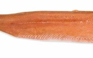 Salmon Backs