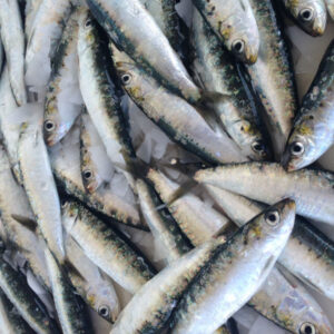 Sardines - 1kg