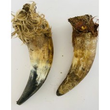 Cow Horn With Hair