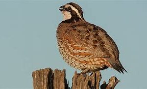 Whole Quail