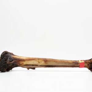 Ostrich Cave Man Bone